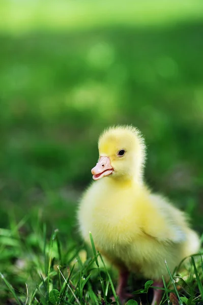 Yeşil çimenlerin üzerinde ördek yavrusu — Stok fotoğraf