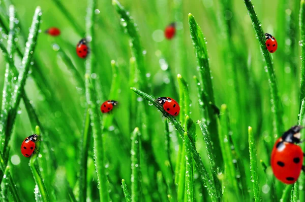 Роса на зеленій траві — стокове фото