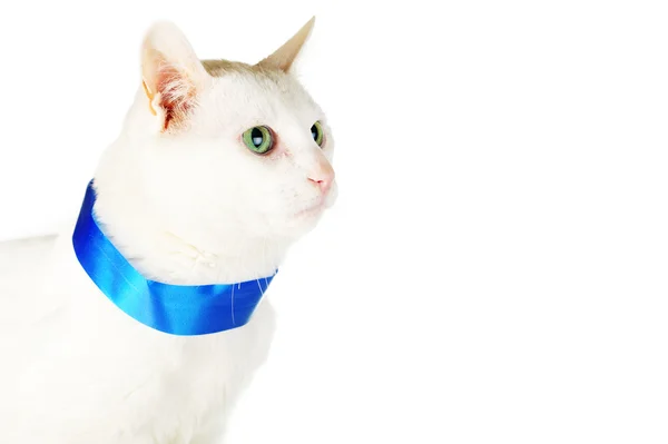 Gato con cinta azul —  Fotos de Stock