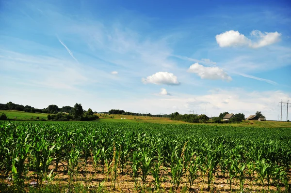 Plantas de milho campo — Fotografia de Stock