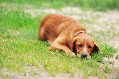 kahverengi köpek