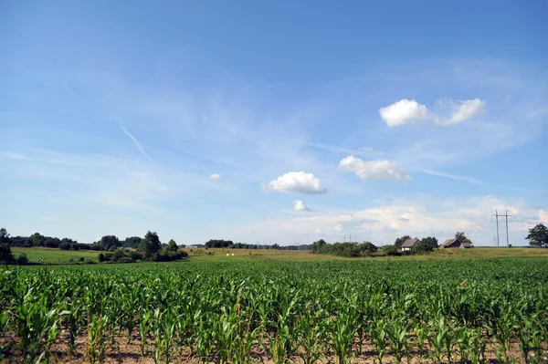 Rośliny pole kukurydzy — Zdjęcie stockowe