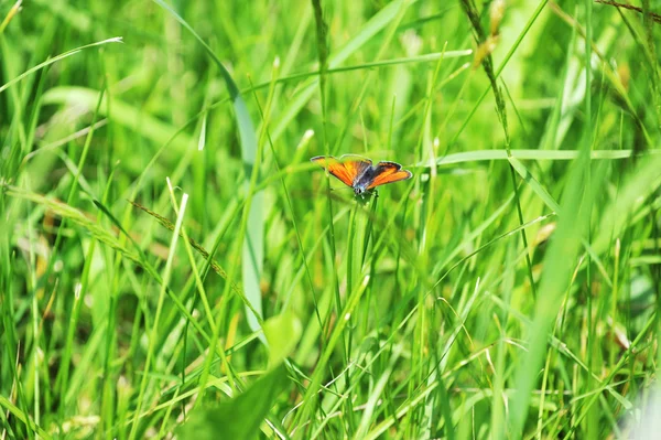 Fluture roșu — Fotografie, imagine de stoc
