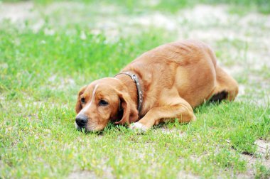 kahverengi köpek