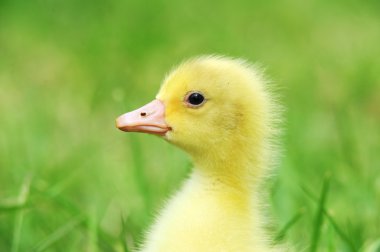 Cute fluffy chick clipart