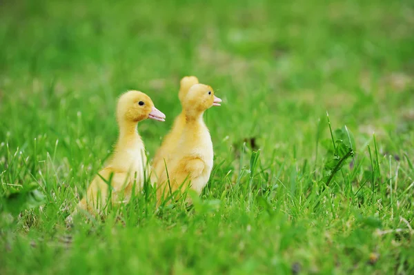 Två fluffig kycklingar — Stockfoto