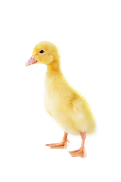 黄色蓬松小鸭 — 图库照片