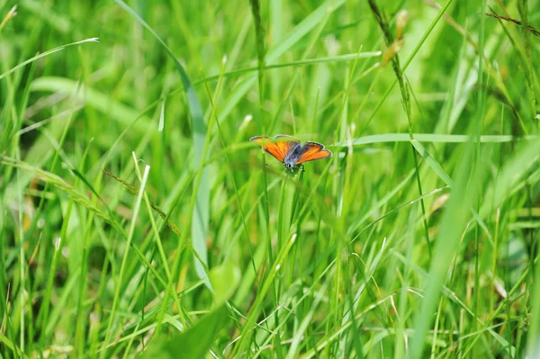 Красная бабочка — стоковое фото