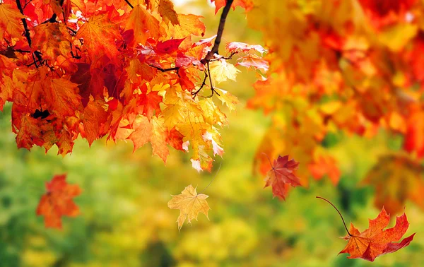 Parkta güzel renkli sonbahar yaprakları — Stok fotoğraf