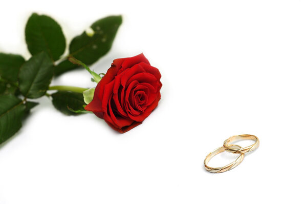 Красная роза