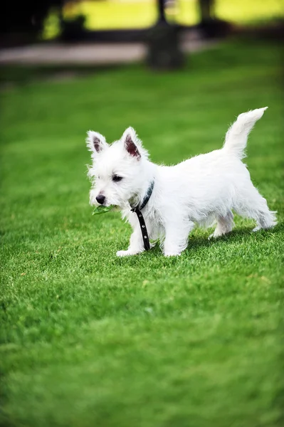 Cane bianco — Foto Stock