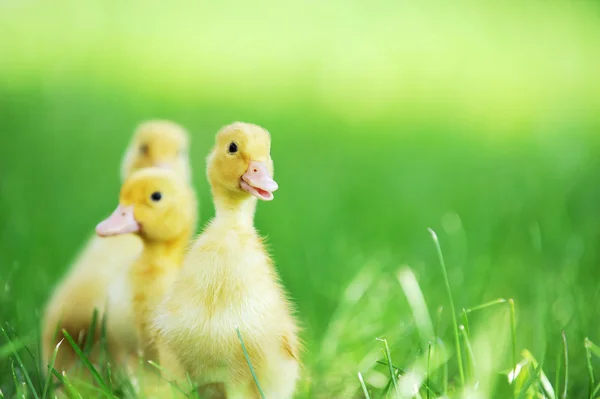 Two fluffy chicks — Stock Photo, Image