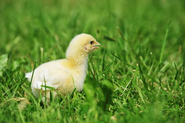 Цыпленок и зеленая трава — стоковое фото