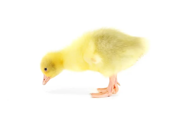 Pato fofo amarelo — Fotografia de Stock