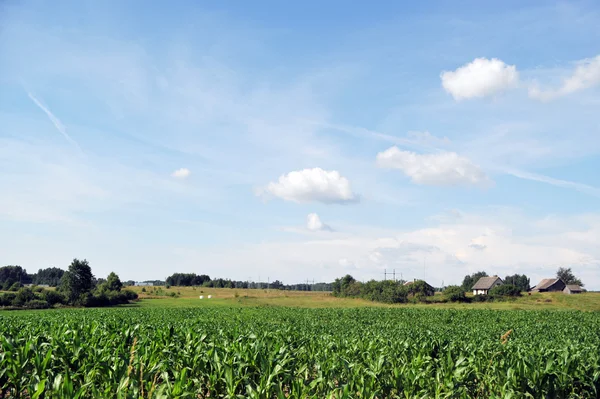 A mező kukorica növények — Stock Fotó
