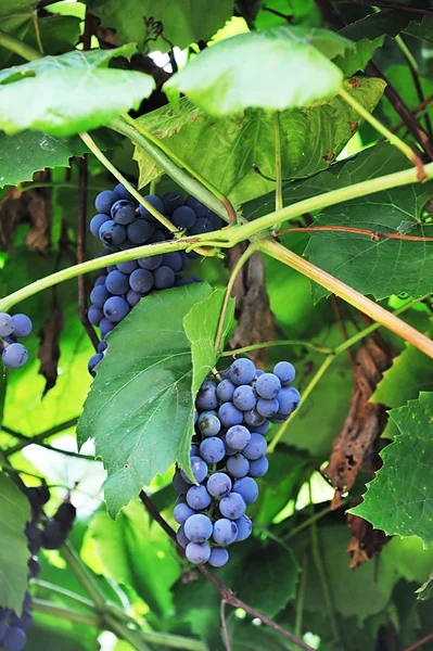 Grono winogrona granatowe — Zdjęcie stockowe