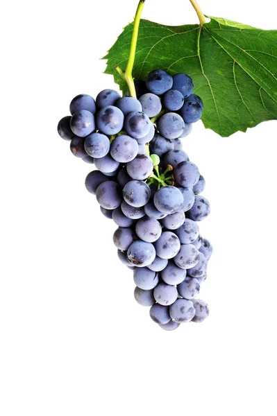 Cluster fresh grape — Stock Photo, Image