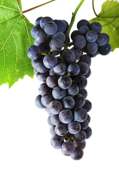 Кластер свежего винограда
