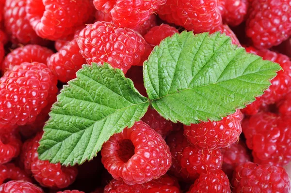 Ripe red raspberries — Stock Photo, Image