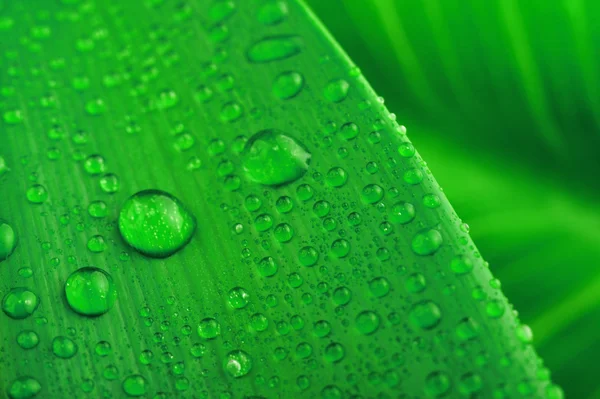 緑の葉と水滴 — ストック写真