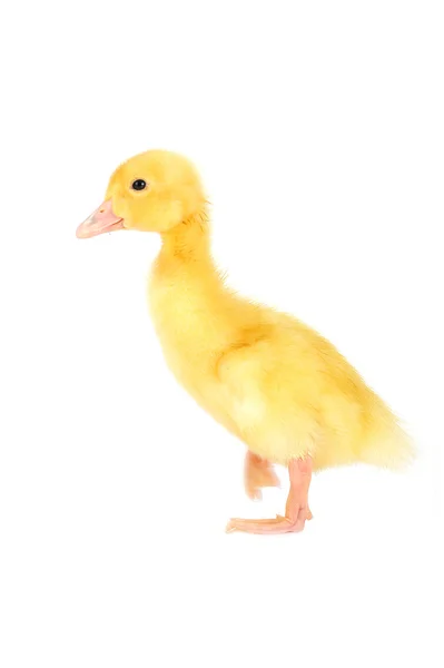 Sarı tüylü ördek yavrusu — Stok fotoğraf