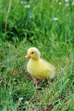 Duckling clipart