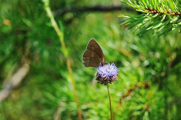 Beautiful Butterfly — Stock Photo, Image
