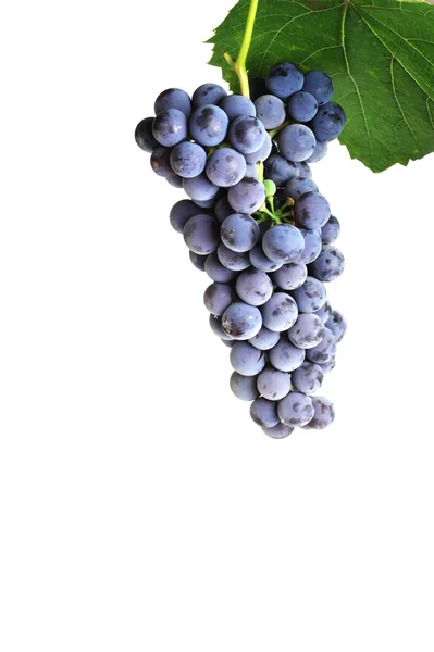 Aglomerado de uvas frescas — Fotografia de Stock