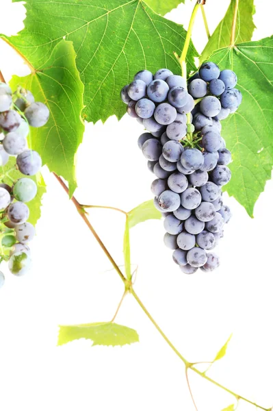 Świeżych winogron klastra — Zdjęcie stockowe