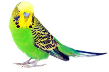 Portrait of budgerigar clipart