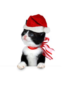 Cute kitten on white clipart