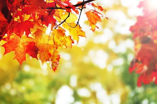 Belles feuilles d'automne colorées dans le parc — Photo