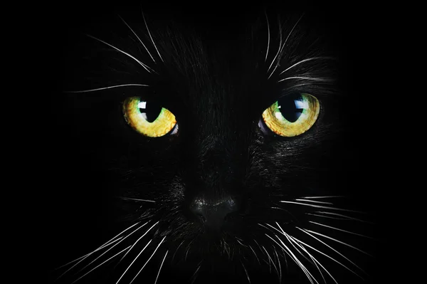 stock image Black cat