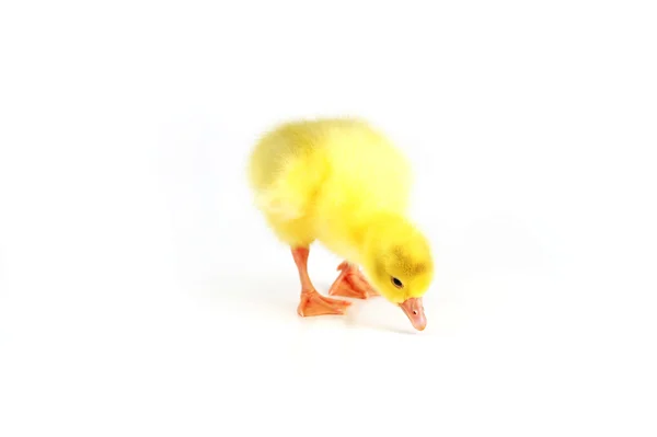 Canard pelucheux jaune — Photo