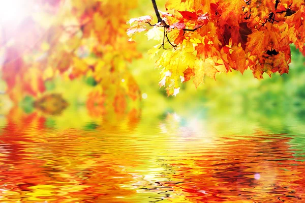Piękne kolorowe liście jesienią w parku — Zdjęcie stockowe