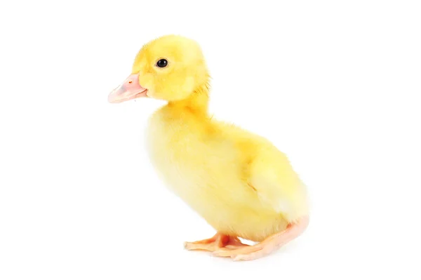 Yellow fluffy duckling — Stock Photo, Image