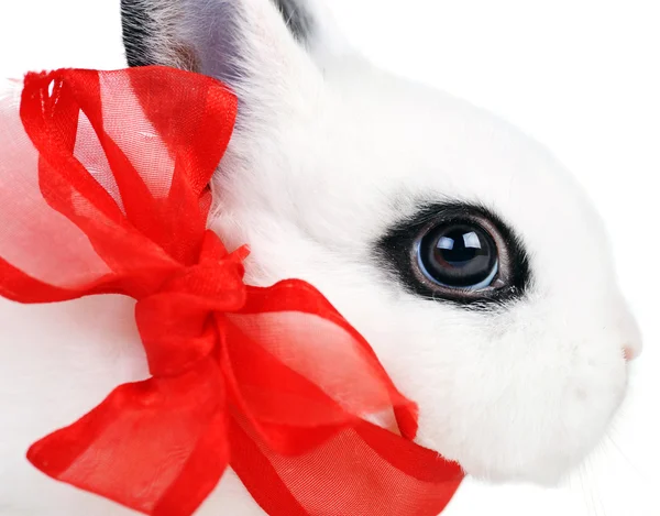 Kırmızı kurdele ile tavşan — Stok fotoğraf