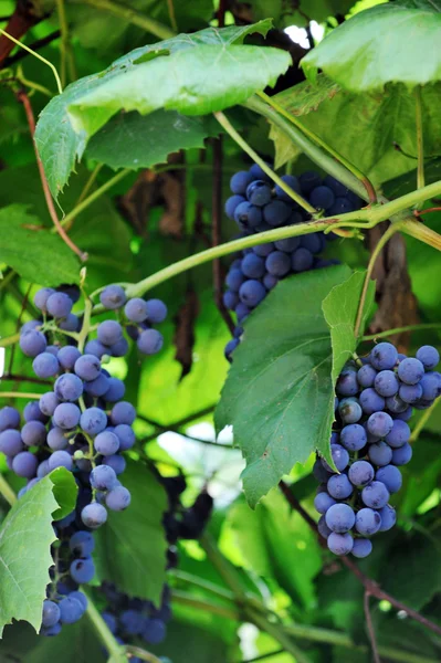 Racimo de uvas azules — Foto de Stock