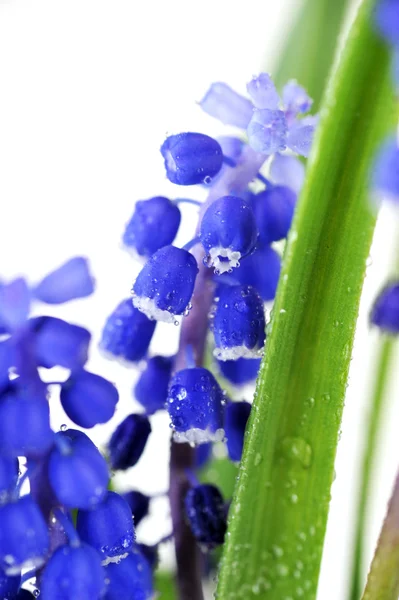 Blue hyacinths — Stock Photo, Image
