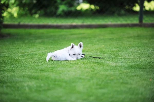 Bílý pes — Stock fotografie