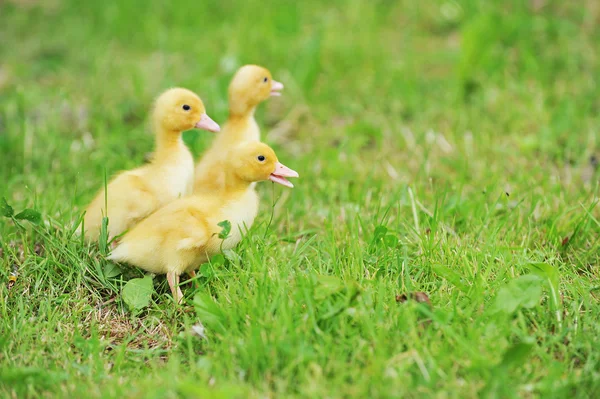 Tre fluffig kycklingar — Stockfoto