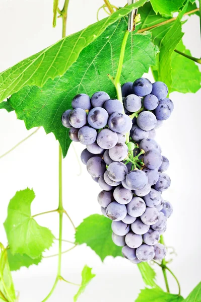 Racimo de uva fresca —  Fotos de Stock