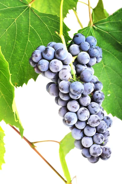Świeżych winogron klastra — Zdjęcie stockowe