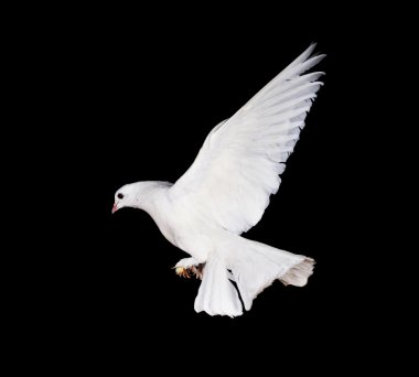 White pigeon and hand clipart