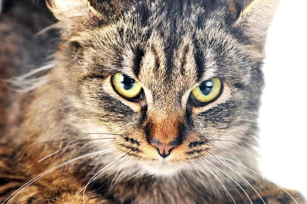 แมวลายทางสีเทา — ภาพถ่ายสต็อก