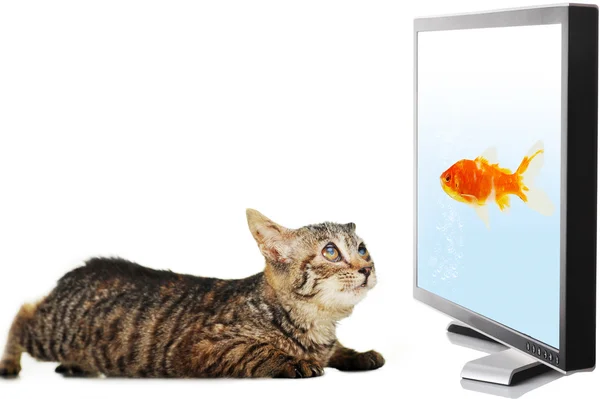 Kočka se dívá na ryby — Stock fotografie