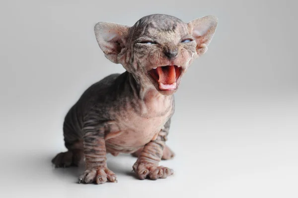 Niedliche Babykatze mit Glatze aus nächster Nähe — Stockfoto
