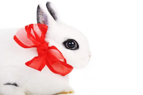 Kaninchen mit roter Schleife — Stockfoto