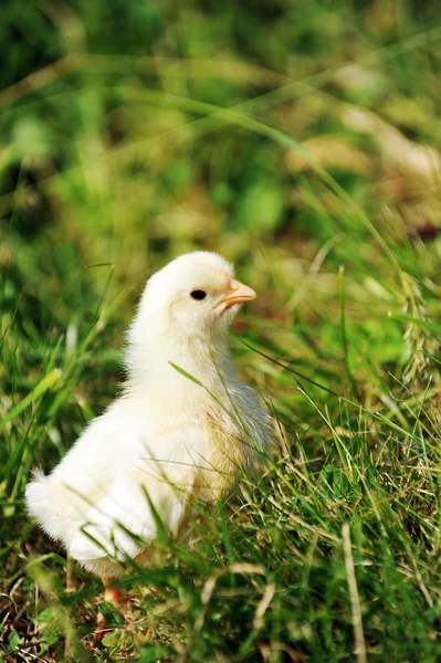 鸡和绿草 — 图库照片