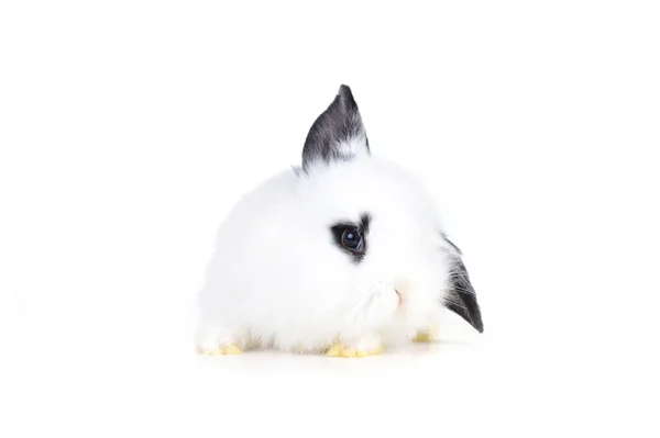 Malý bílý králík — Stock fotografie